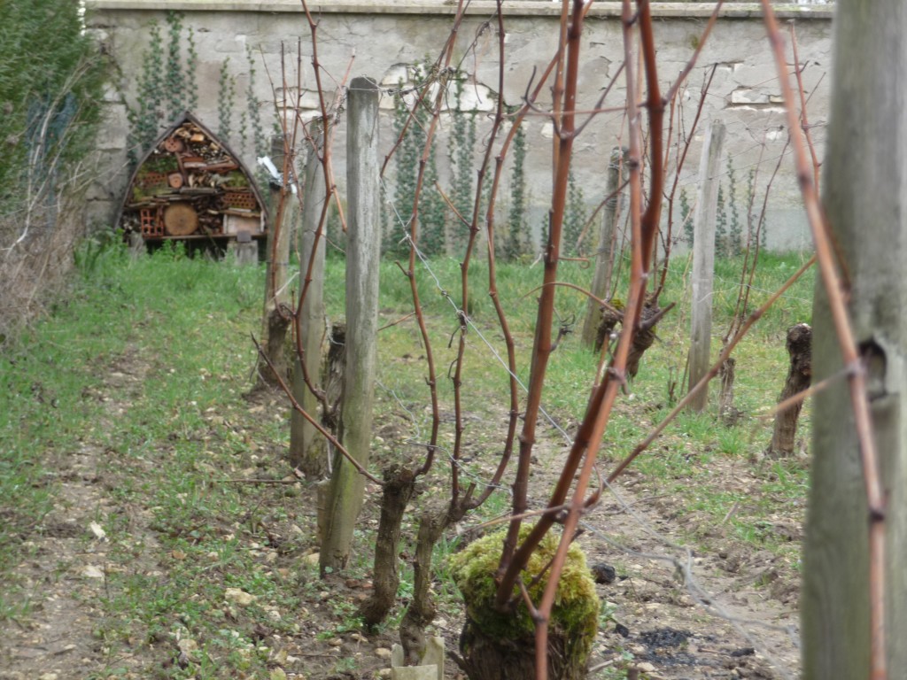 Hotel à insectes dans les vignes du Domaine Masson-Blondelet