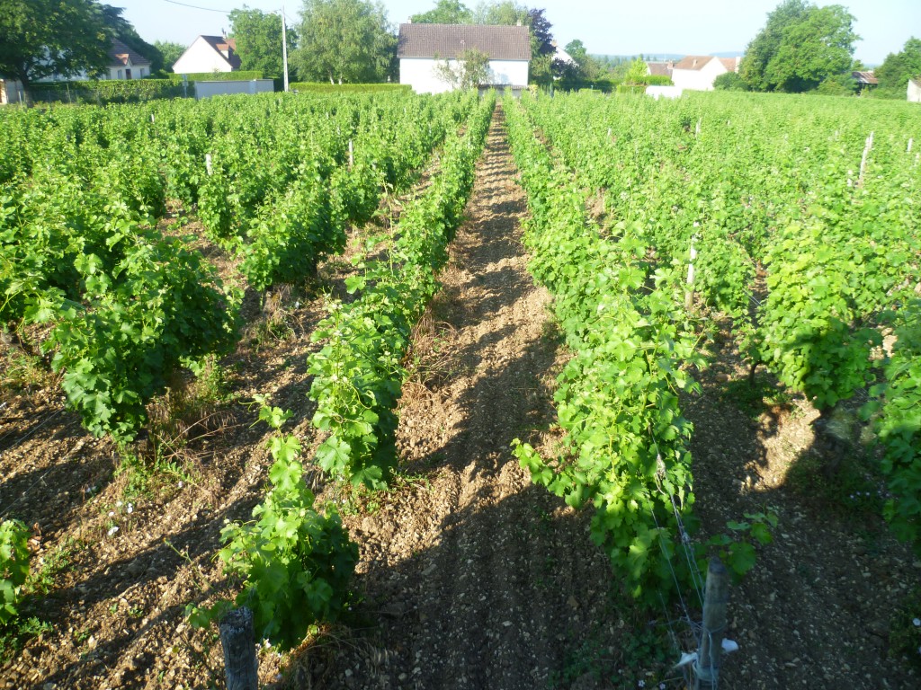 Vignes accolées en Pouilly-Fumé