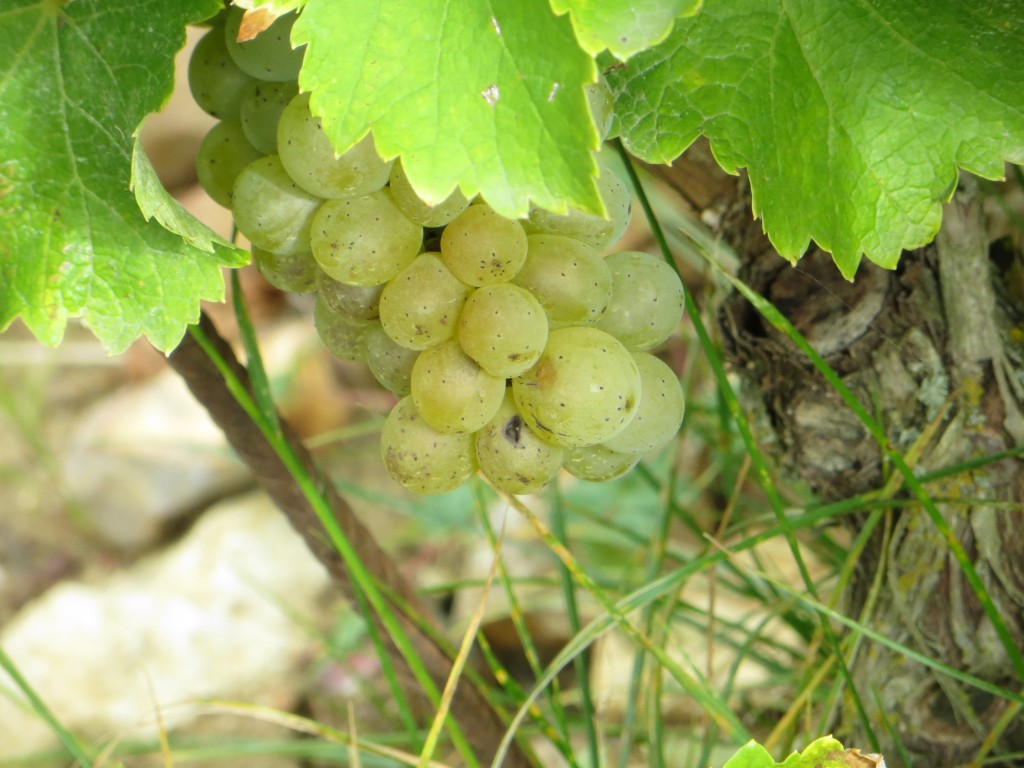 Blanc Fumé de Pouilly 2014-2