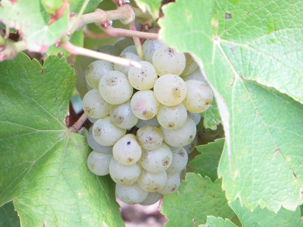 Blanc Fumé de Pouilly 2014-3