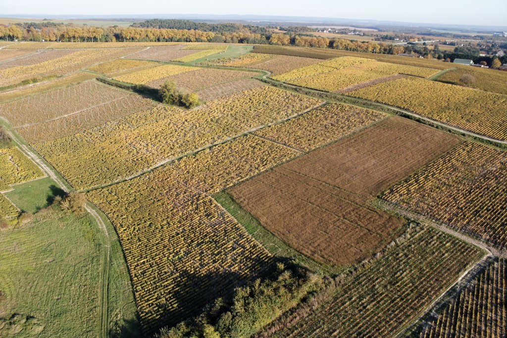 Vignes des plateaux Bernard Noel Chagny