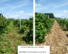 Pouilly-Fumé sans désherbant